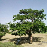 🌹 کَینـی شفا کُلیایـی 🌹