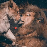 قربون صدقه