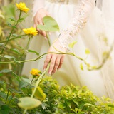 فَراشة صَفرة