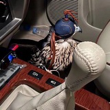 ᷂مالـكي١ 𓅗.