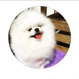 پامرانین، پودل، شیتزو | pomeranian