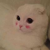 ميمز عظمة