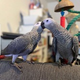 African grey parrots 🦜