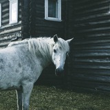 ФОЛК-КЕМП