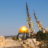 معــا لنلــتزم 💚🇵🇸"))