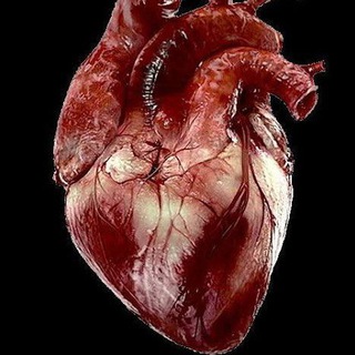 BD chaurasiya Anatomy