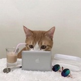 инглиш и котики