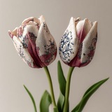 توليبّيات - Tulips