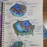 Biology Essays with answers 💉 🧠
