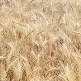 Україна-ненька 🌾