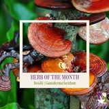 Ganoderma