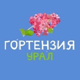 Гортензия Урал