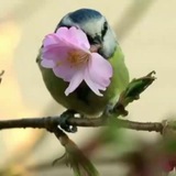 کانال اجلاس بهار