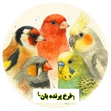 ╮کانال پرنده بان╰