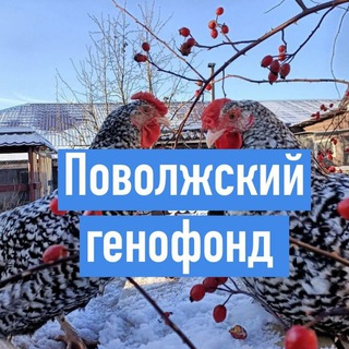 Дарьин двор | птицы куры яйцо