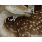 عَرَبِيَّةٌ ۦ