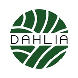 dahlia handicraft