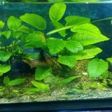 Akvarium baliqlari haqida malumotlar