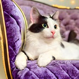 Кошки в Одессе ⚓ ✨ <i class="emoji" style="background-image