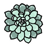 Суккуленты 🌵 растения (выращивание)