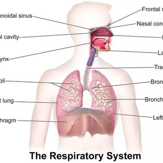 Respiratory module