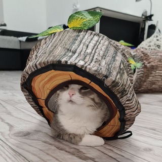 lapik_great 🐱 🐱 <i class="emoji" style="background-image