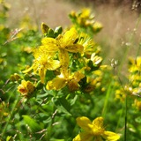 Wildkräuter&Kräuterzauber 🌿 🌻 <i class="emoji" styl