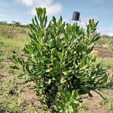 KILIMO TANZANIA