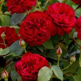 إعدادية الزهراء للبنات 🌺