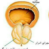 اطلاعات جامع پروستات