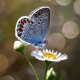 🌿 ЖИВАЯ ПРИРОДА 🌿