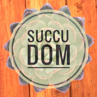 Суккуленты SuccuDOM