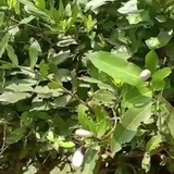 መርጌታህክምና