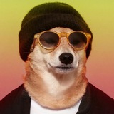 Собаковый и всяковый | Dogs and other animals