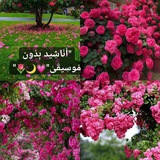 انـاشـيد بـدون مـوسـيقـۍ" 💖