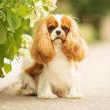 Angelgin Cavaliers | Питомник Cavalier King Charles Spaniel