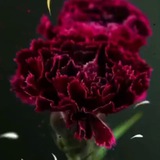 "عبـارات راقيه ❤️✍