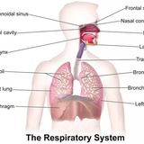 Respiratory module