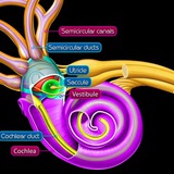 NEET OBJECTIVE BIOLOGY (NCERT)