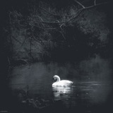 آشیانه.