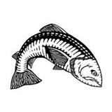 Salmon Magazine