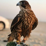 شموخي غير ™