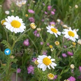 كُن مع الله ولا تُبالي 🩷 𓂆.