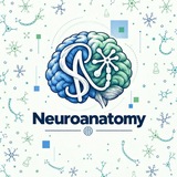 Super Neuron. Neuroanatomy.