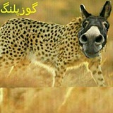 پروکسی گوز پلنگ 🦁