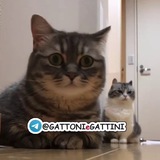 GATTONI & GATTINI π
