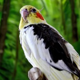 ЗАВОДЧИК ПОПУГАЕВ КОРЕЛЛА 🦜