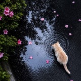 صورحسبنية محرم عاشوراء