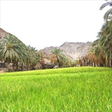 بلوچستانی ها
