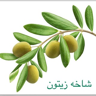 شاخه زيتون